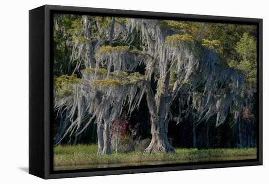 Florida, Pond Cyprus and Spanish Moss in Swamp-Judith Zimmerman-Framed Premier Image Canvas