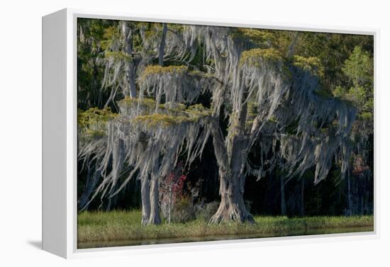 Florida, Pond Cyprus and Spanish Moss in Swamp-Judith Zimmerman-Framed Premier Image Canvas