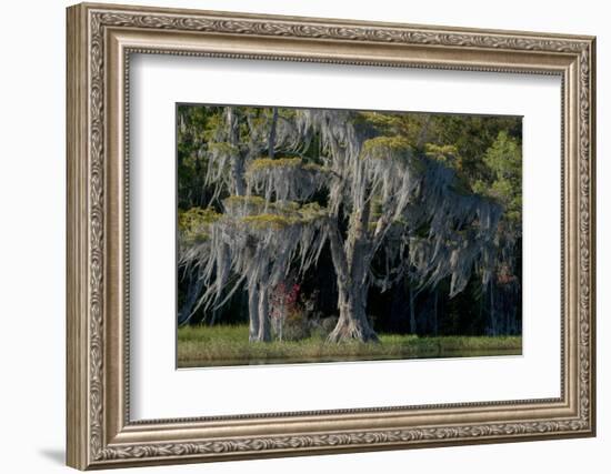 Florida, Pond Cyprus and Spanish Moss in Swamp-Judith Zimmerman-Framed Photographic Print