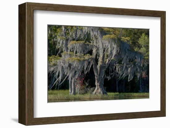 Florida, Pond Cyprus and Spanish Moss in Swamp-Judith Zimmerman-Framed Photographic Print