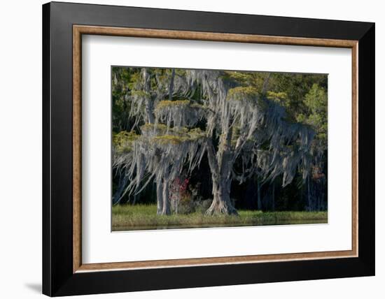 Florida, Pond Cyprus and Spanish Moss in Swamp-Judith Zimmerman-Framed Photographic Print