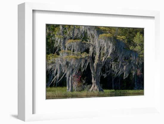 Florida, Pond Cyprus and Spanish Moss in Swamp-Judith Zimmerman-Framed Photographic Print