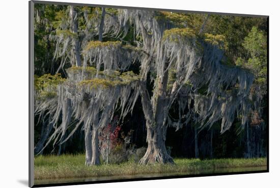 Florida, Pond Cyprus and Spanish Moss in Swamp-Judith Zimmerman-Mounted Photographic Print