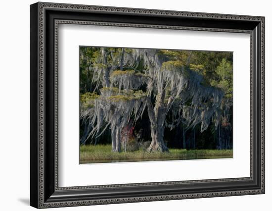 Florida, Pond Cyprus and Spanish Moss in Swamp-Judith Zimmerman-Framed Photographic Print