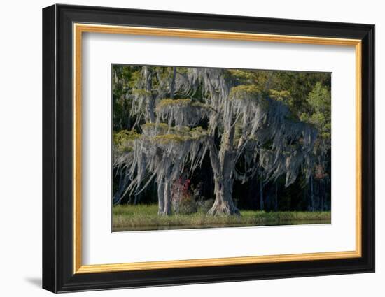 Florida, Pond Cyprus and Spanish Moss in Swamp-Judith Zimmerman-Framed Photographic Print