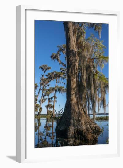 Florida, Pond Cyprus and Spanish Moss in Swamp-Judith Zimmerman-Framed Photographic Print