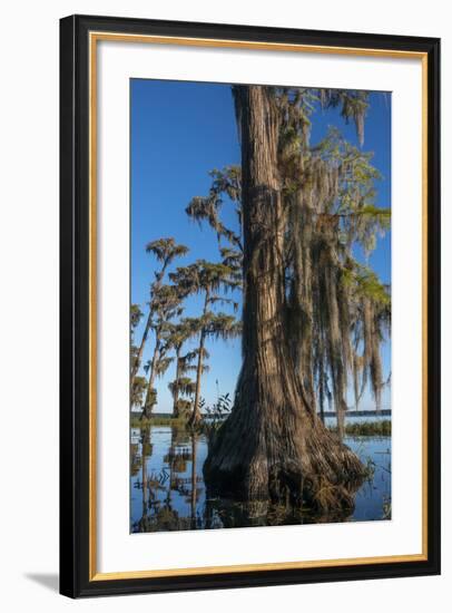 Florida, Pond Cyprus and Spanish Moss in Swamp-Judith Zimmerman-Framed Photographic Print