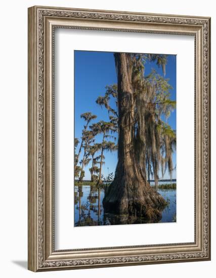 Florida, Pond Cyprus and Spanish Moss in Swamp-Judith Zimmerman-Framed Photographic Print