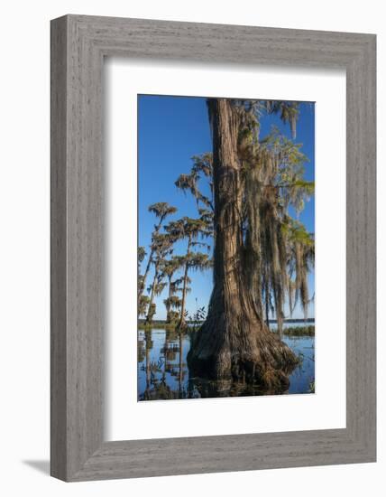 Florida, Pond Cyprus and Spanish Moss in Swamp-Judith Zimmerman-Framed Photographic Print