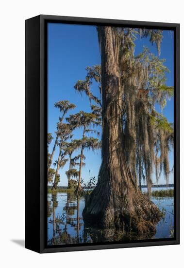 Florida, Pond Cyprus and Spanish Moss in Swamp-Judith Zimmerman-Framed Premier Image Canvas