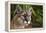 Florida Puma-null-Framed Premier Image Canvas