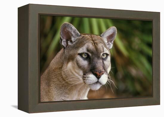 Florida Puma-null-Framed Premier Image Canvas
