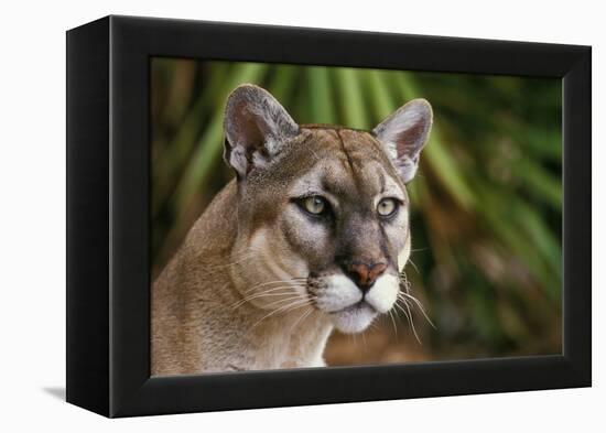 Florida Puma-null-Framed Premier Image Canvas