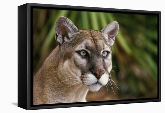 Florida Puma-null-Framed Premier Image Canvas