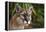 Florida Puma-null-Framed Premier Image Canvas