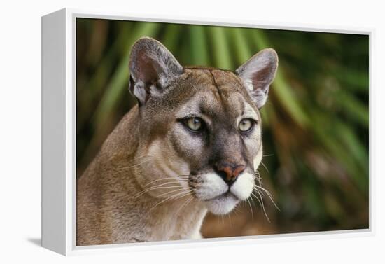 Florida Puma-null-Framed Premier Image Canvas