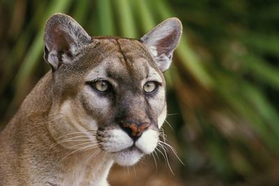 florida puma