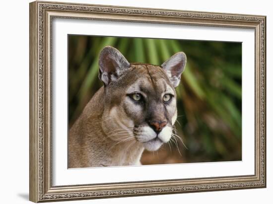 Florida Puma--Framed Photographic Print