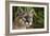 Florida Puma-null-Framed Photographic Print