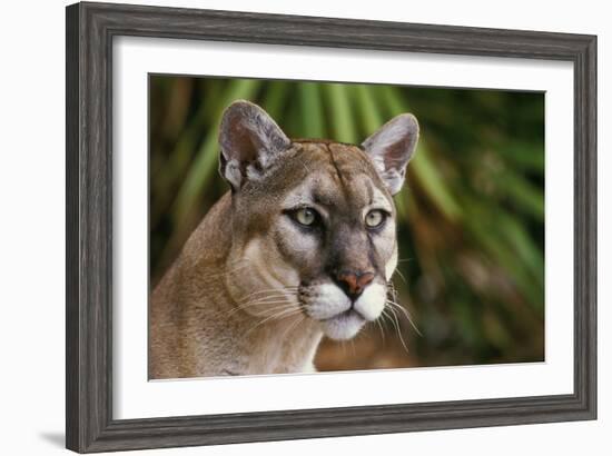 Florida Puma-null-Framed Photographic Print