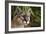 Florida Puma-null-Framed Photographic Print