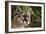 Florida Puma-null-Framed Photographic Print