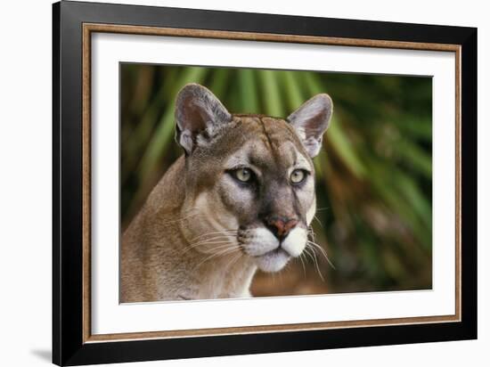 Florida Puma-null-Framed Photographic Print