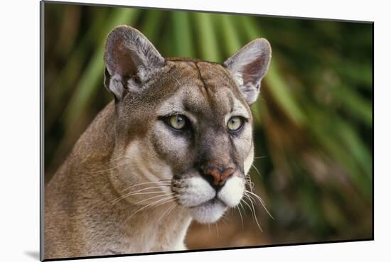 Florida Puma-null-Mounted Photographic Print
