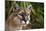 Florida Puma-null-Mounted Photographic Print