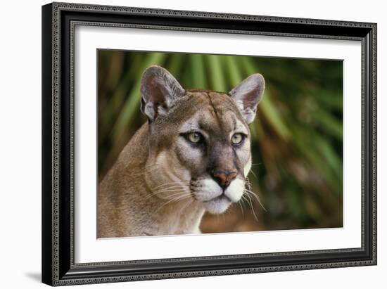 Florida Puma-null-Framed Photographic Print