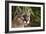 Florida Puma-null-Framed Photographic Print