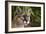 Florida Puma-null-Framed Photographic Print