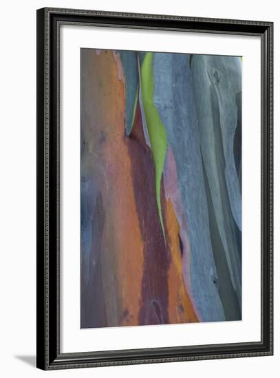 Florida, Rainbow Gum Detail of Tree Bark-Judith Zimmerman-Framed Photographic Print