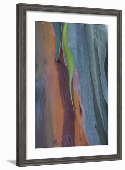 Florida, Rainbow Gum Detail of Tree Bark-Judith Zimmerman-Framed Photographic Print