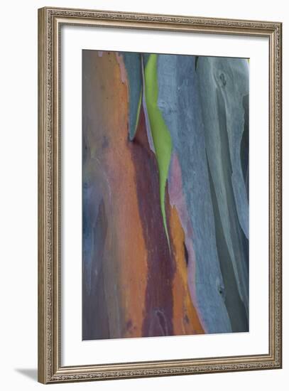 Florida, Rainbow Gum Detail of Tree Bark-Judith Zimmerman-Framed Photographic Print