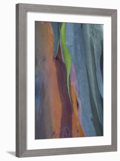 Florida, Rainbow Gum Detail of Tree Bark-Judith Zimmerman-Framed Photographic Print