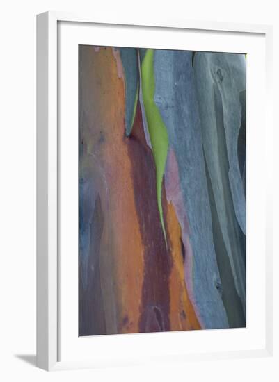 Florida, Rainbow Gum Detail of Tree Bark-Judith Zimmerman-Framed Photographic Print