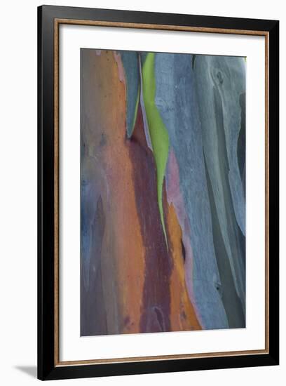 Florida, Rainbow Gum Detail of Tree Bark-Judith Zimmerman-Framed Photographic Print