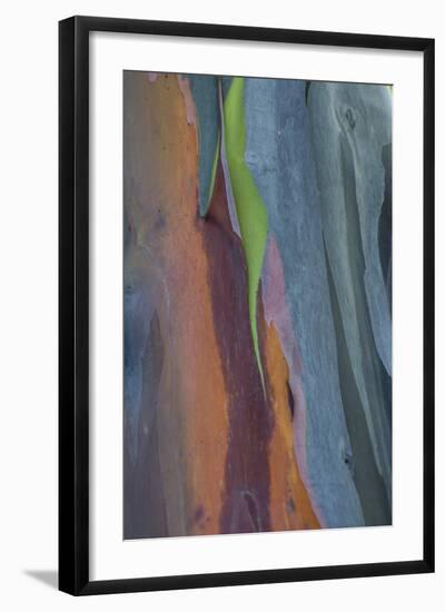 Florida, Rainbow Gum Detail of Tree Bark-Judith Zimmerman-Framed Photographic Print