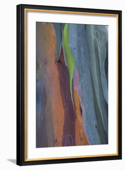 Florida, Rainbow Gum Detail of Tree Bark-Judith Zimmerman-Framed Photographic Print