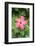 Florida, Red Hibiscus-Lisa S. Engelbrecht-Framed Photographic Print