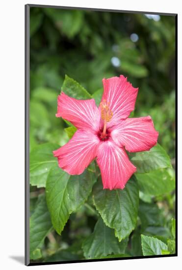 Florida, Red Hibiscus-Lisa S. Engelbrecht-Mounted Photographic Print