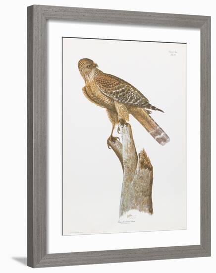 Florida Red Shouldered Hawk-Sean Bollar-Framed Collectable Print