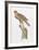 Florida Red Shouldered Hawk-Sean Bollar-Framed Collectable Print