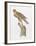 Florida Red Shouldered Hawk-Sean Bollar-Framed Collectable Print