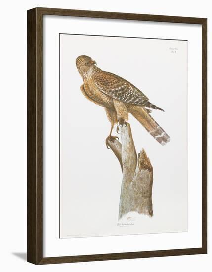 Florida Red Shouldered Hawk-Sean Bollar-Framed Collectable Print