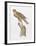 Florida Red Shouldered Hawk-Sean Bollar-Framed Collectable Print