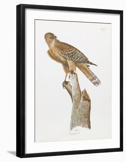 Florida Red Shouldered Hawk-Sean Bollar-Framed Collectable Print