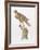 Florida Red Shouldered Hawk-Sean Bollar-Framed Collectable Print