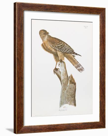 Florida Red Shouldered Hawk-Sean Bollar-Framed Collectable Print